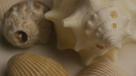 Close up of texture of sea shells.