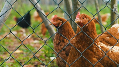 Close up of two hens behind a fence.