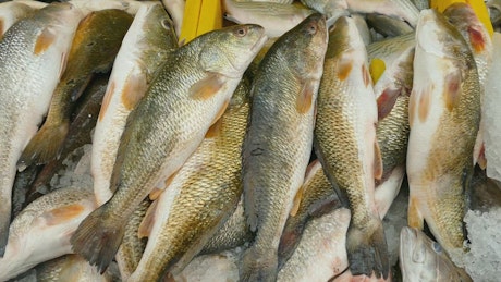 Close up of various fish sitting in a stall.
