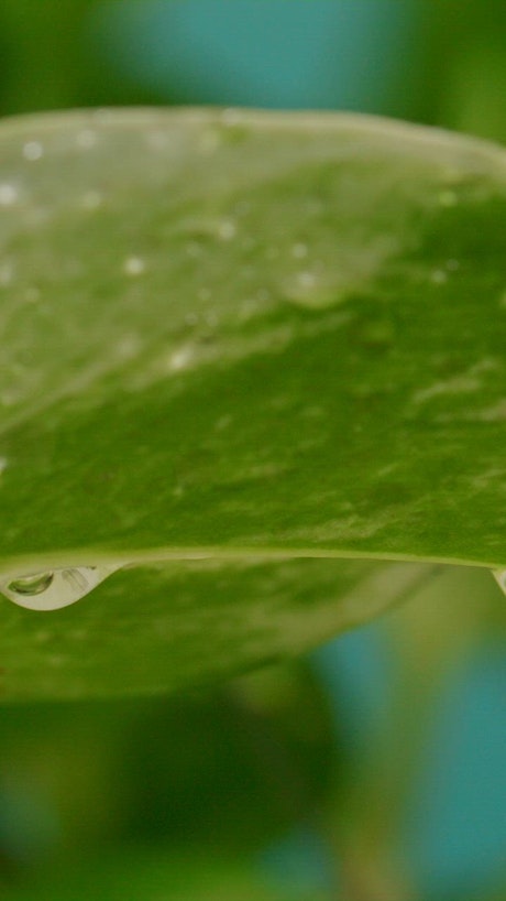 Close up view of green leaves of a wet plant.