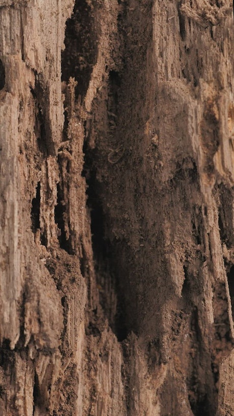 Close view of a wooden surface