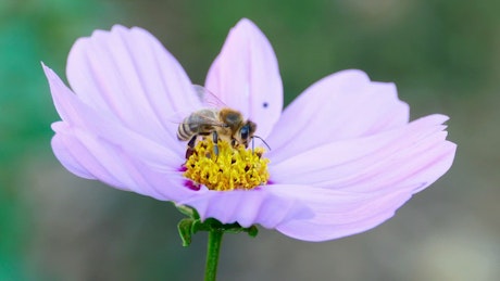Closeup of a bee on a purple flower.