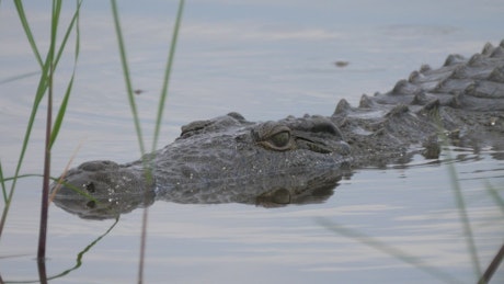 Closeup of a crocodile in a lake