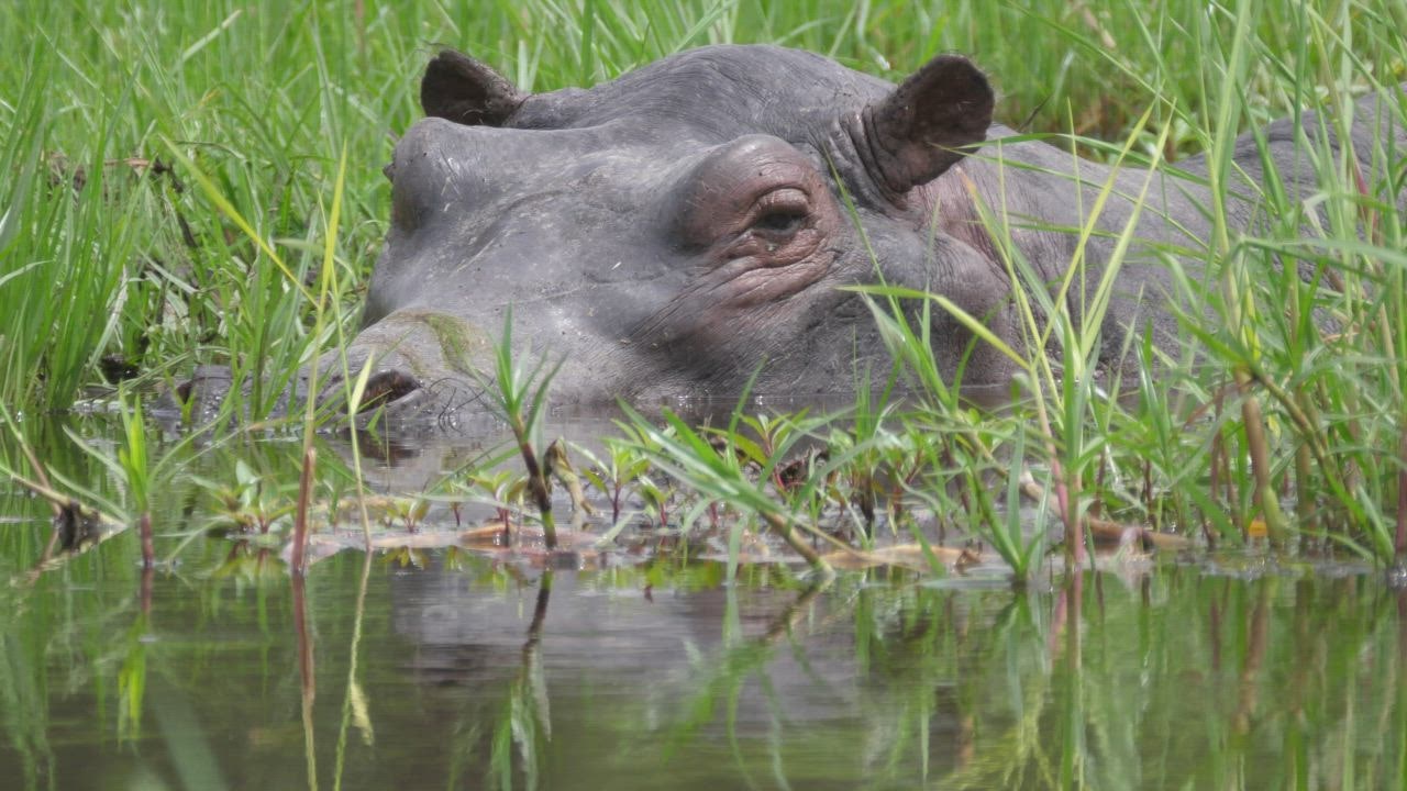 Closeup judi slot 888  of a hippo sleeping in a swamp