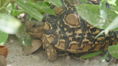 Closeup of a turtle in the ground.