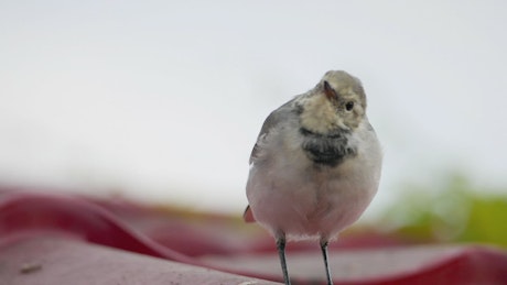 Closeup of a white bird.