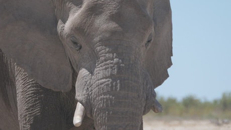 Closeup of an elephant under the sun.