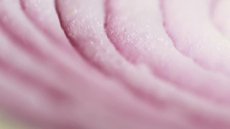 Closeup of an onion slice