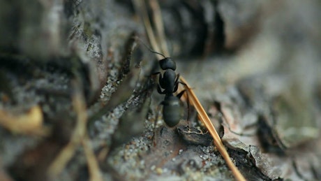 Closeup of black ant.