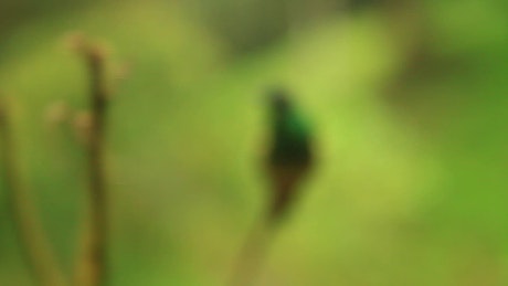 Closeup of green hummingbird sitting on stem.