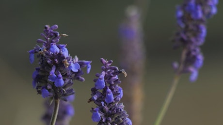 Closeup of lavender field.