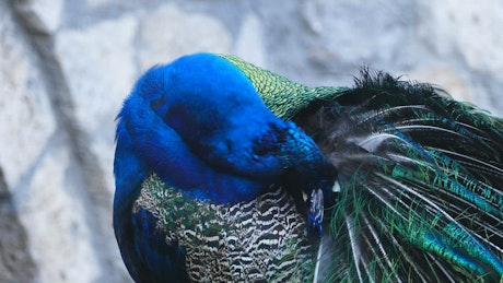Closeup of peacock cleaning his feathers