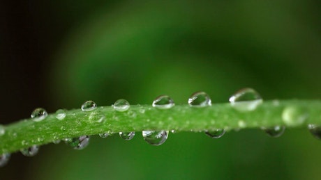 Closeup of Raindrops on a green branch