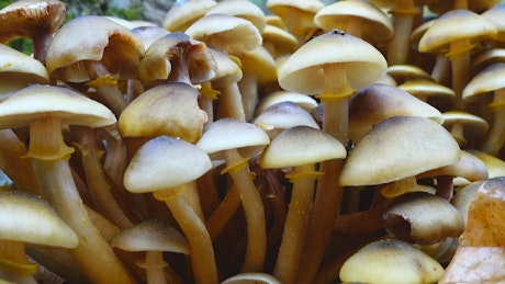Closeup of wild mushrooms
