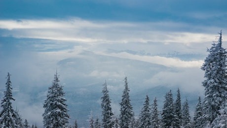 Clouds and fog covering the view from a snowy woods.