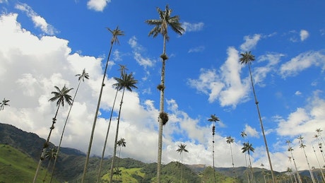 Clouds move over tall palm trees in tropical landscape.