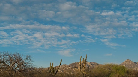 Clouds travel along the blue sky in the presence of cactus and the mountains in the background..