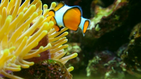 Clown fish and sea anemone in the reef.