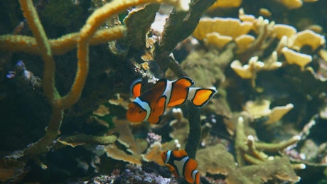 Clown fish at a coral with colourful fish.