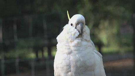 Cockatoo bird looking at the camera.