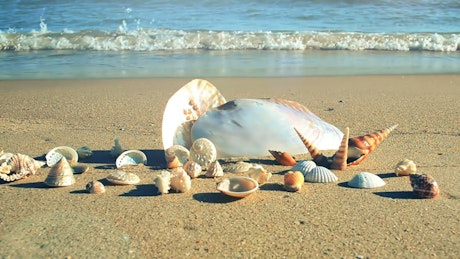 Collected shells displayed on the beach
