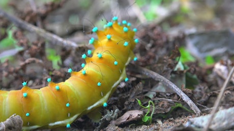 Colorful caterpillar crawling in the ground.