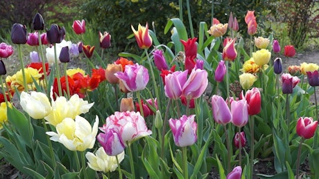 Colorful tulips in the garden.