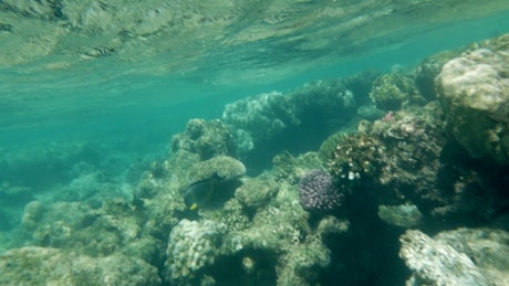 Coral reef in shallow water.
