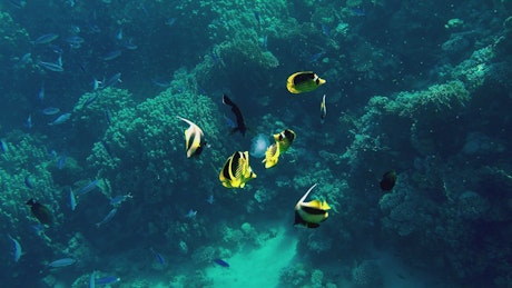 Coral reef in the Red Sea with Moorish Idol fish swimming.
