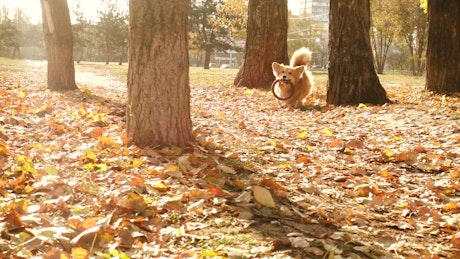 Corgi dog running in an autum forest.