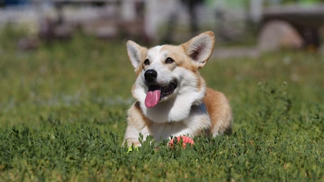 Corgi lying in the grass with his tongue sticking out.