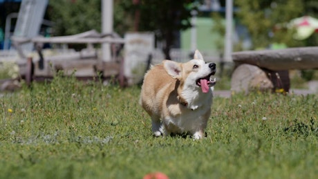 Corgi running next to its owner at the park.