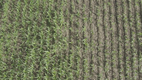 Corn field in Africa