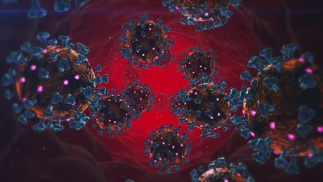 Coronavirus in the human body, 3D animation