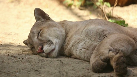 Cougar taking a nap on the ground.