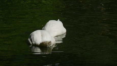Couple of swans diving in the lake