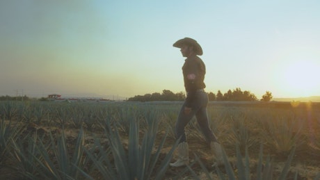 Couple walking through an agave field at sunset.