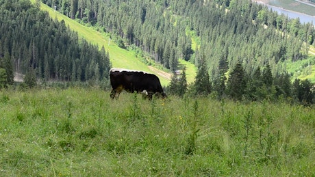 Cow feeding in the hills