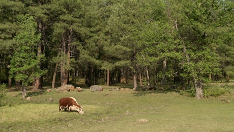 Cow grazing in the mountain.