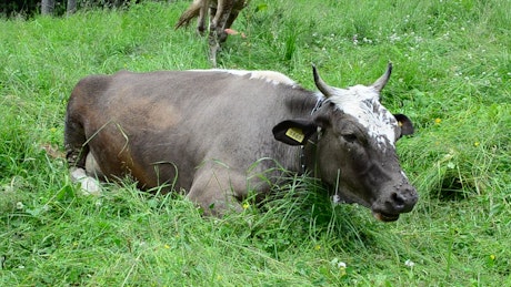 Cow laying down and eating grass.