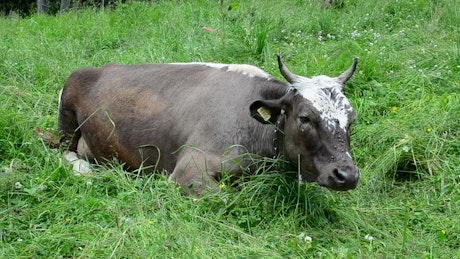 Cow laying down in a damp field