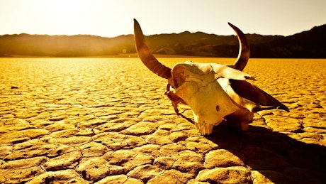 Cow skull over a dry and cracked desert floor.