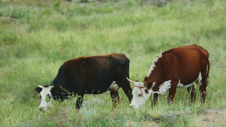Cows eating grass in the countryside