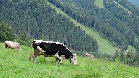 Cows grazing in the hills