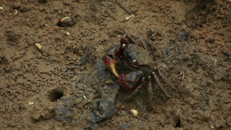 Crab eating in dirty mud