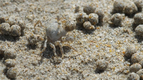 Crab in the beach closeup.
