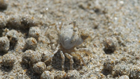 Crab making sand bubbles.