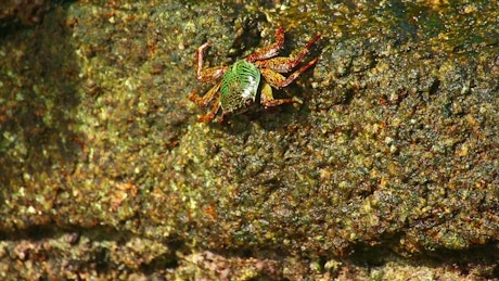 Crab walking on a wet stone