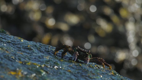 Crabs walking on a rock in the beach.