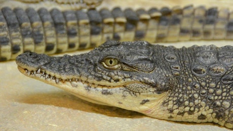 Crocodile breathing slowly